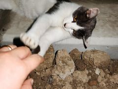 -爱侣宠医·鹦鹉专科·小型哺乳类·异宠专科(灵石路店)