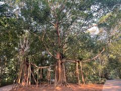 -中国科学院西双版纳热带植物园