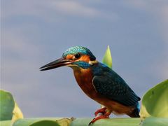 -重庆彩云湖湿地公园