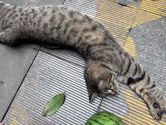 -海关荤豆花(洋河一路店)