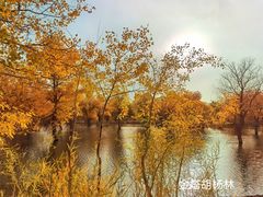 -金塔沙漠胡杨林景区