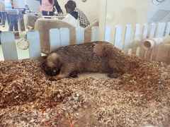 -怪兽屋·羊驼·猫咖·狗咖(俊华广场店)