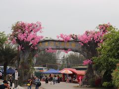-天适樱花悠乐园