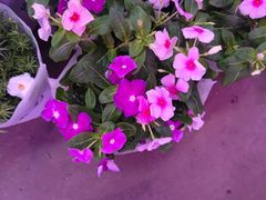 -花鸟鱼虫鲜花绿植市场(玉泉路店)