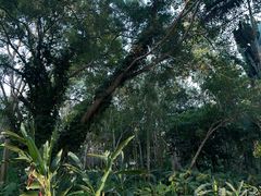 -中国科学院西双版纳热带植物园
