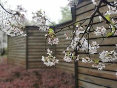 -高东镇樱花园