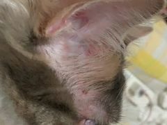 -贝利宠物医院·骨科·眼科·肿瘤转诊中心(南坪诊疗中心)