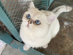 -喵屿·大理花园猫咖