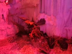 -水晶之星洗浴温泉汗蒸