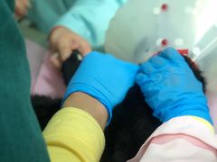 -北京观赏动物医院·24小时大型综合·猫专科·异宠专科