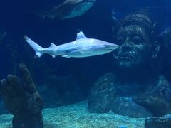 -暹罗海洋世界