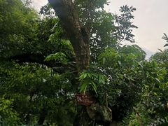 -张坝桂圆林公园