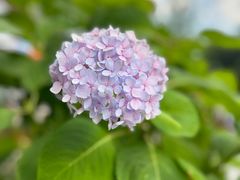 -北边的花店(泛悦城市广场店)