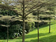 -东莞植物园