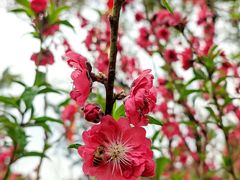 -桃花涧