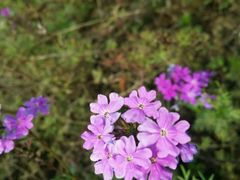 -杭州湾海上花田景区