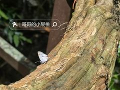 -中国科学院西双版纳热带植物园