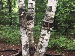 -峡谷浮石林景区