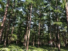 -黑龙江省森林植物园
