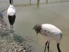 -盐城丹顶鹤湿地生态旅游区