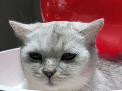 -藏猫猫咖啡主题馆(中央大道店)