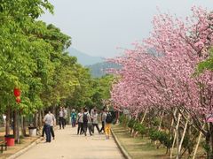 -天适樱花悠乐园