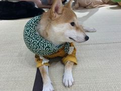 -逗柴咖啡屋·狗咖猫咖宠物桌游