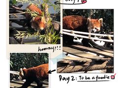 -红山森林动物园