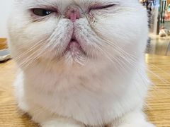 -藏猫猫咖啡主题馆(中央大道店)