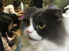 -李小姐の猫咖啡馆(五角场店)