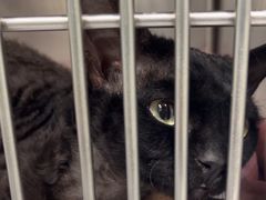 -艾吉宠物医院·疑难杂症转诊中心·猫友好(碧江路院)