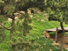 -西霞口神雕山野生动物世界