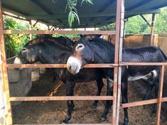 -元鼎宝驴香·全驴宴(江宁店)