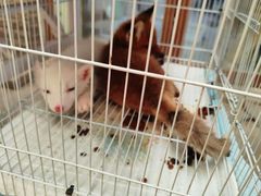 -中环花鸟鱼虫市场