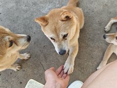 -柴犬高等学院·狗咖·柴犬售卖·宠物训练