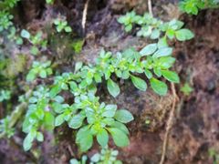 -侯臣咖啡文化村