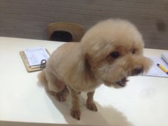 -神采飞扬宠物美容(香港路店)