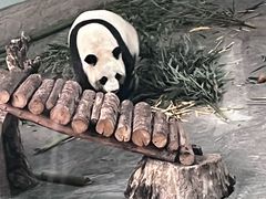 -青藏高原野生动物园