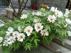 -罔极寺