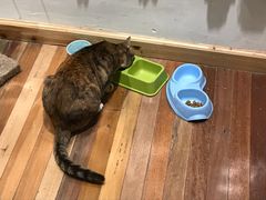 猫-猫的天空之城概念书店(杭州南宋御街店)