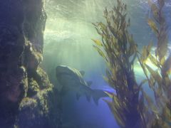 -青岛海底世界-水族馆