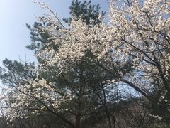 -北京鹫峰国家森林公园