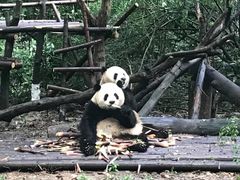 -成都大熊猫繁育研究基地
