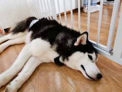 -Husky Go! 哈士奇体验馆·宠物咖啡厅狗咖