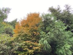 -山王坪喀斯特国家生态公园