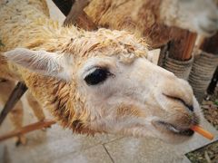 -泉州海丝野生动物世界