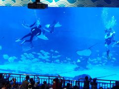 -烟台海昌鲸鲨海洋公园