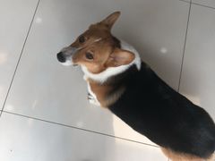 -圣宠宠物(北京疃里丛林市场店)