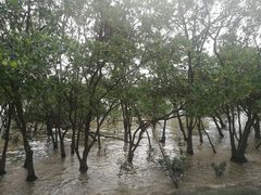 -宝安西湾红树林湿地公园