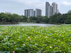 -荔湾湖公园